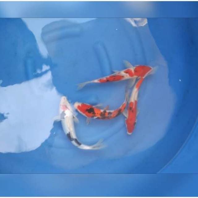 PAKET 4 MIX KOI