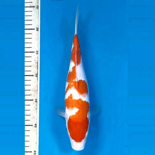 Kohaku, 27 cm