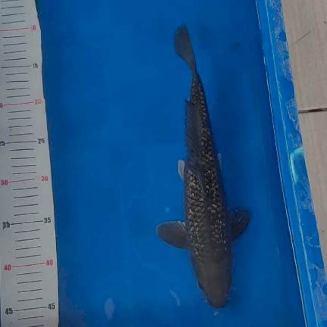 Black soragoi 33cm
