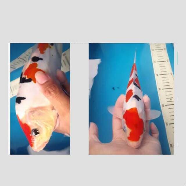 doitsu sanke f1 punuk 30cm