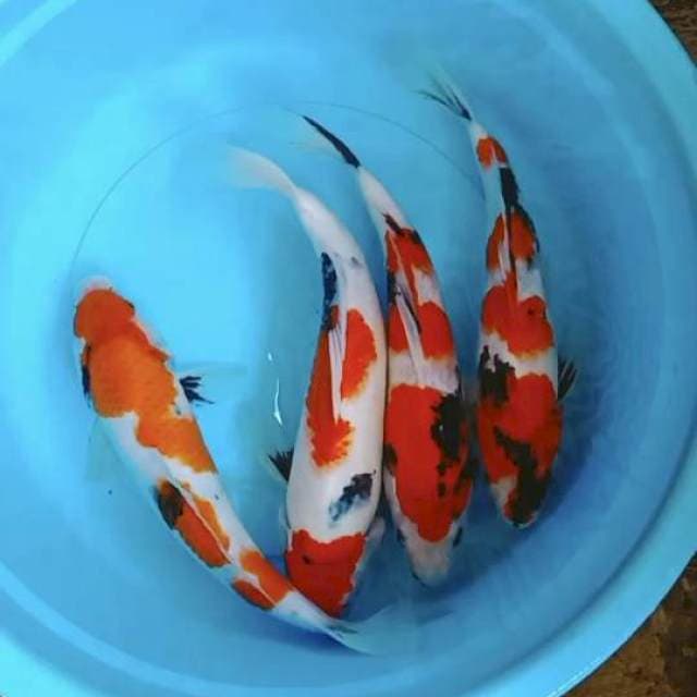 Showa 30cm-33cm