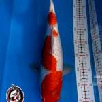 KOHAKU GINRIN -40CM - BETINA - KAISAR KOI BLITAR