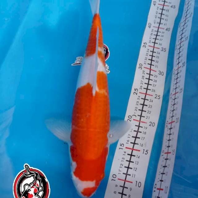 KOHAKU - 35CM - BETINA -KAISAR KOI BLITAR