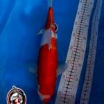 KOHAKU - 35CM - BETINA -KAISAR KOI BLITAR