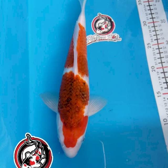 AI GOROMO - 32CM - BETINA - KAISAR KOI BLITAR