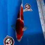 AI GOROMO - 32CM - BETINA - KAISAR KOI BLITAR