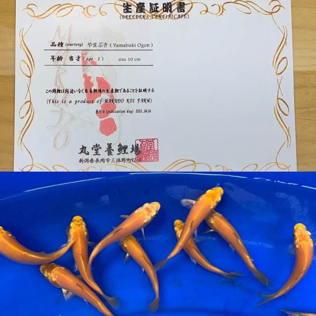 1 YAMABUKI OGON IMPORT MARUDO