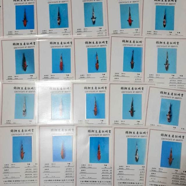 1 BOX DAINICHI SIZE 10-15BU 20 EKOR