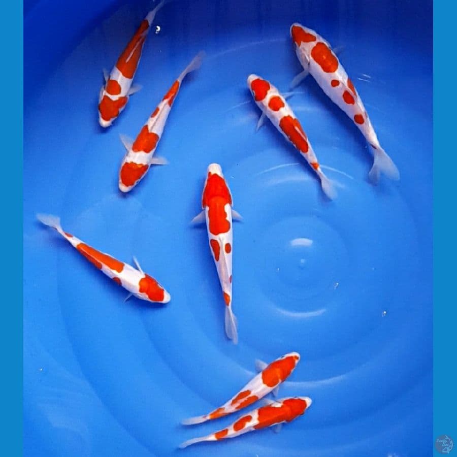 KOHAKU DOITSU 8ekor 20cm