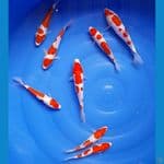 KOHAKU DOITSU 8ekor 20cm