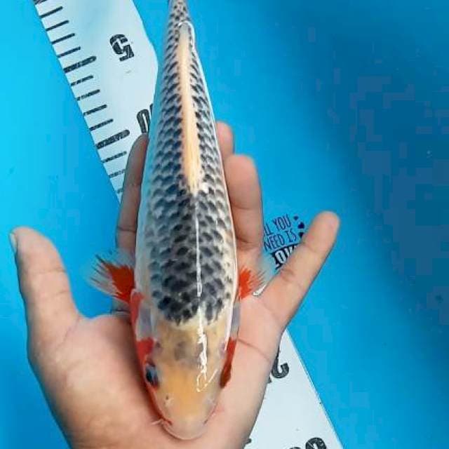 Asagi 25cm