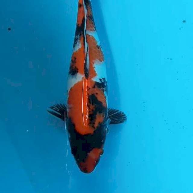 Showa 33cm