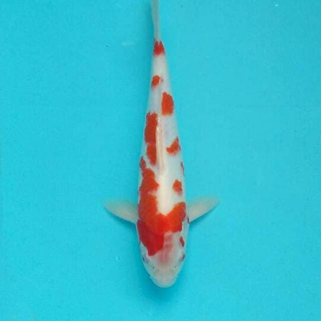 Kohaku ori