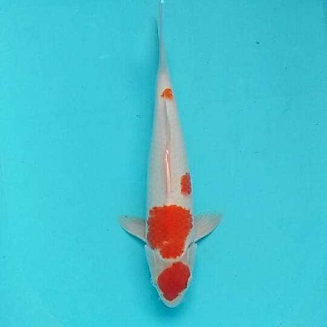 Maruten kohaku ori
