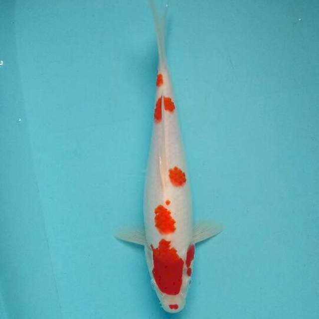 Kohaku ori