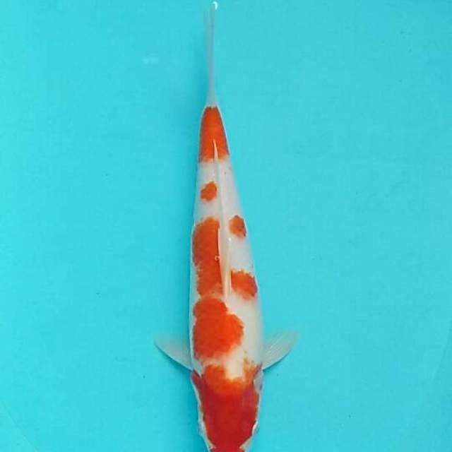 Kohaku ori
