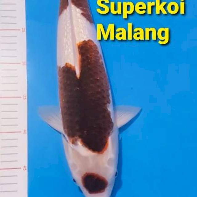 Goromo Koi Ikan Ginrin Maruten 45cm 45 cm