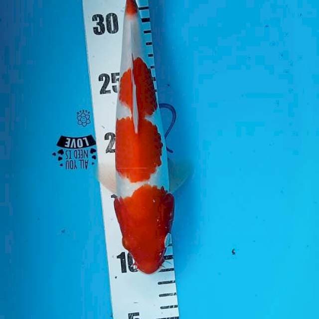 Kohaku 27cm