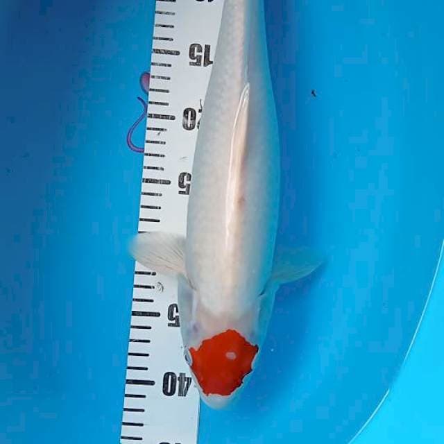 Tancho kohaku 42cm