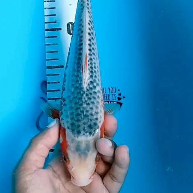 Asagi 27cm