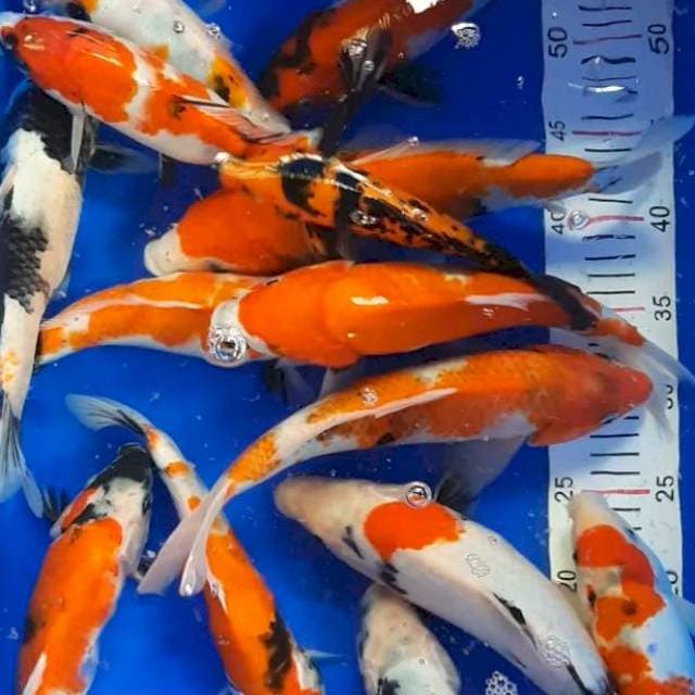 Paket 15 ekor 25 - 30 cm