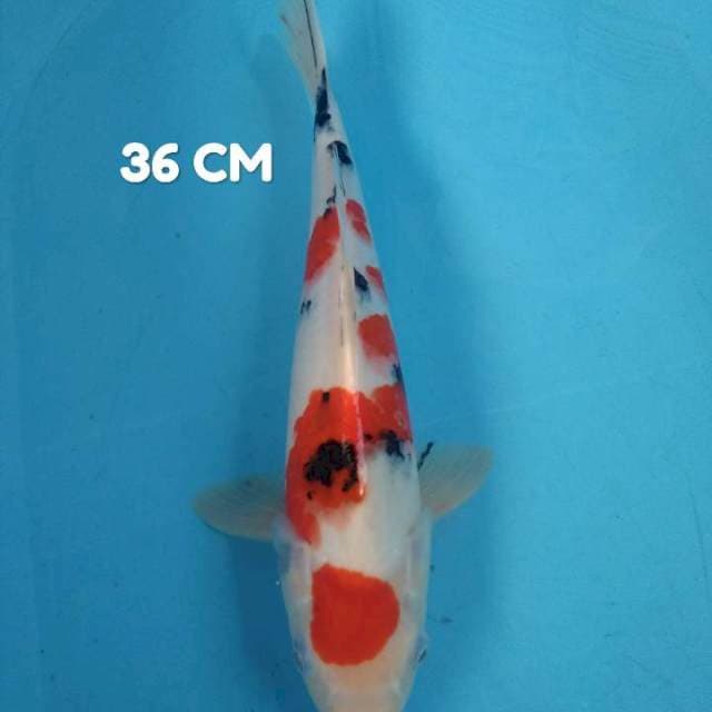 Maruten sanke original 36 cm