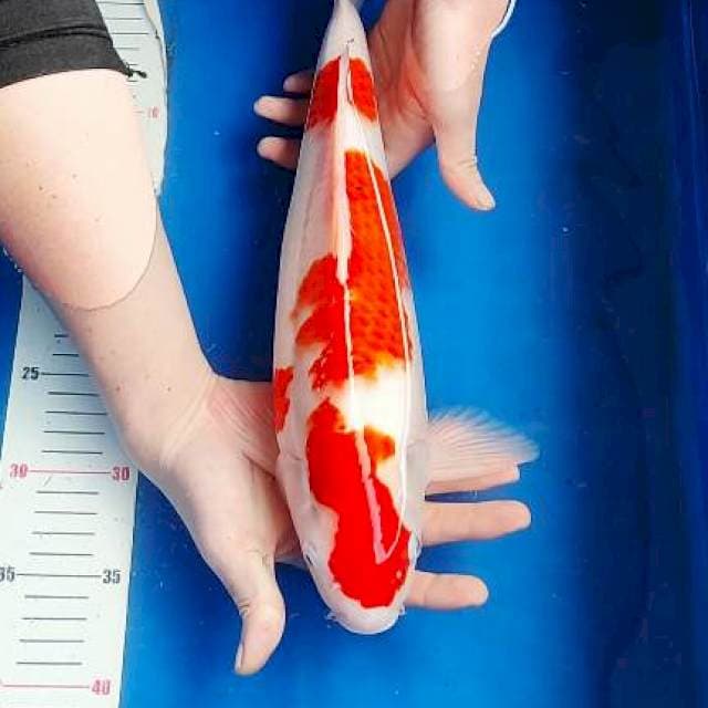 Kohaku bulky bocor 39cm