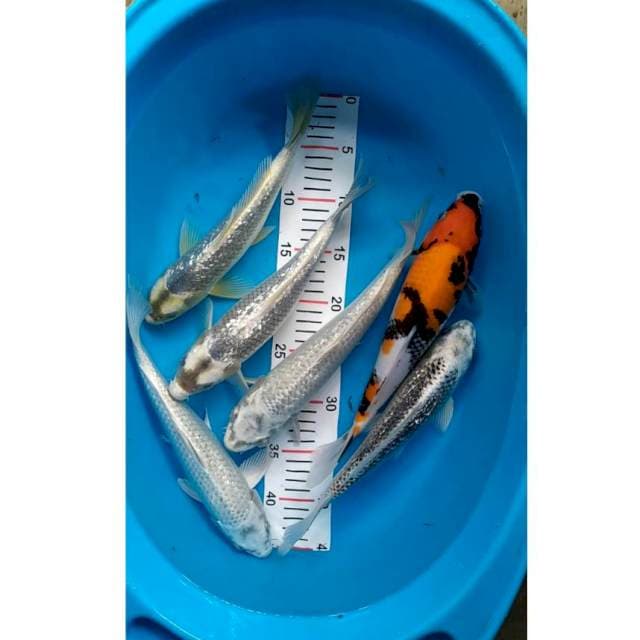 mix max 29-33 cm