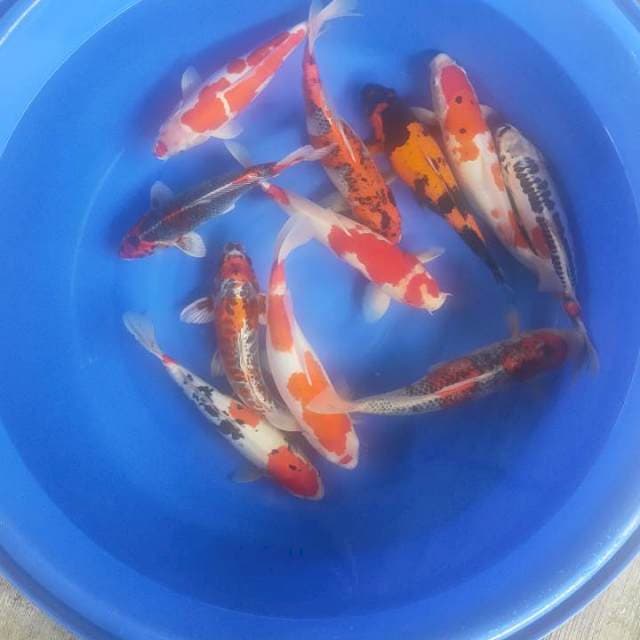 10 ekor paket indukan mix