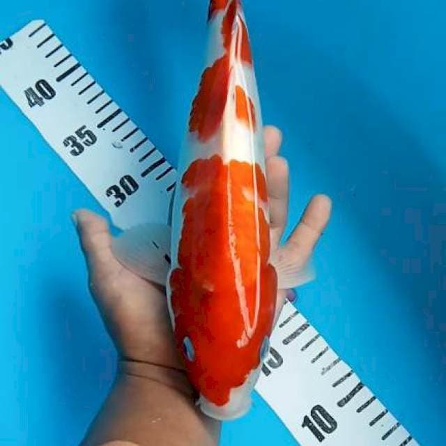 Showa tateghoi 32cm