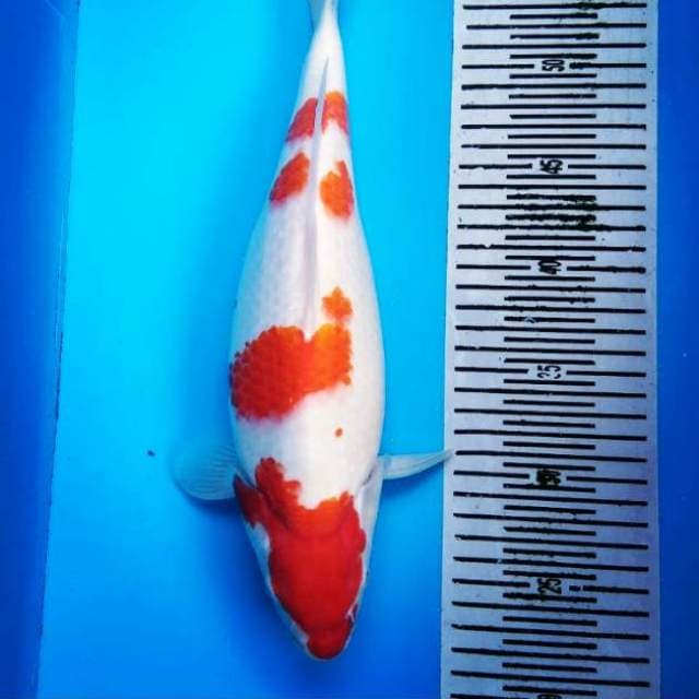 Maruten kohaku original