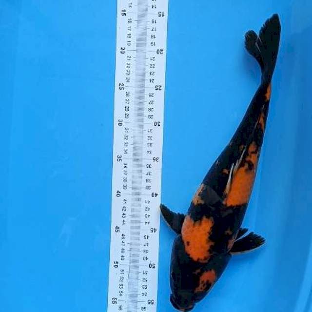 hi utsuri 39cm 