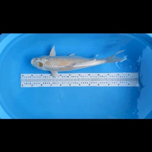 hariwake 46cm f1