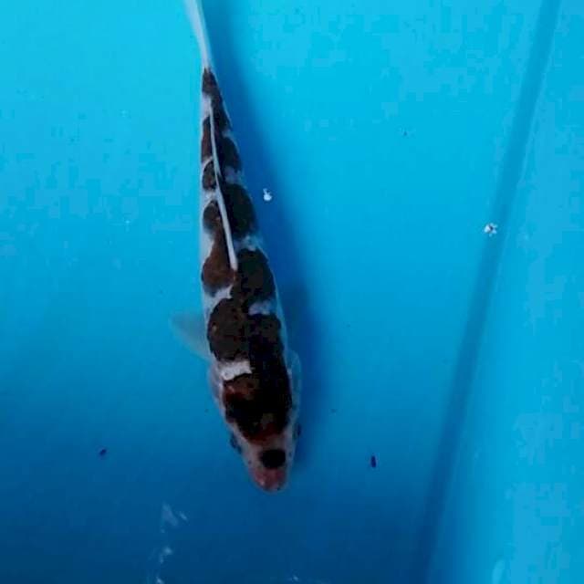 goromo