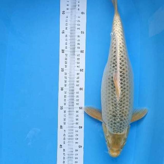 gold mukashi 42cm f1