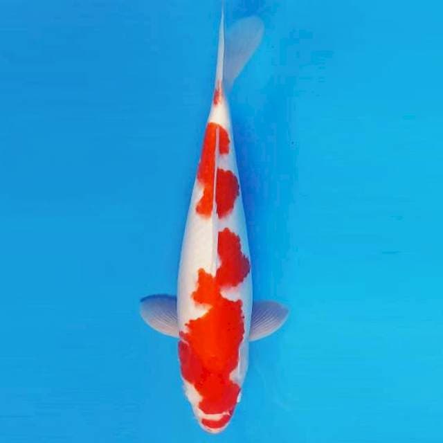 KENZEI 15 ~ KOHAKU ™