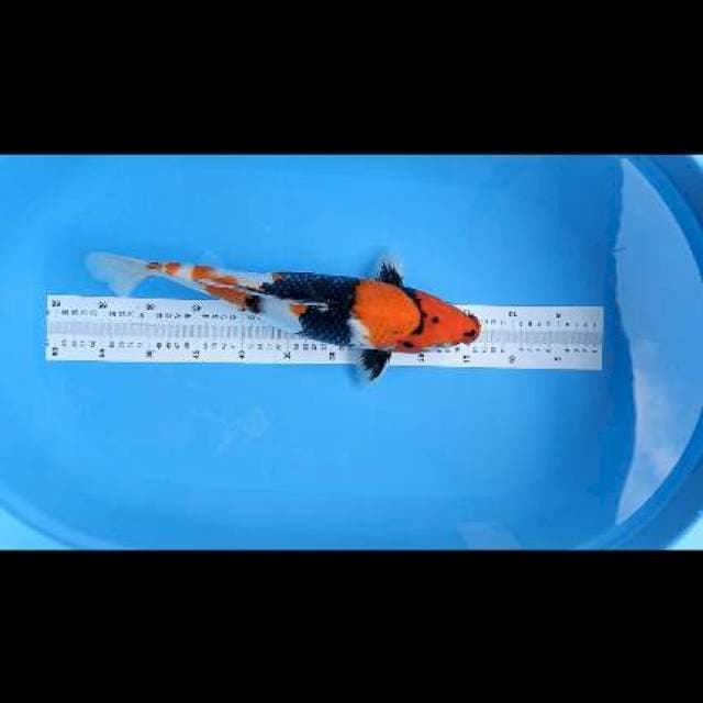 showa 40cm