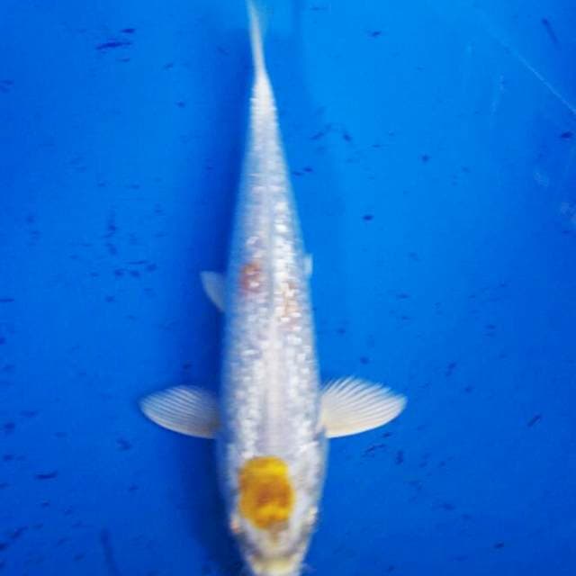 Maruten hariwake ginrin 22cm