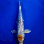 Maruten hariwake ginrin 22cm
