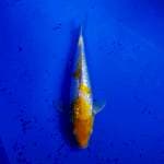 Kohaku kuning ginrin 23cm