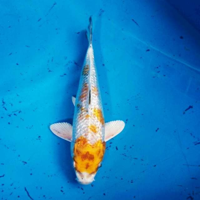 Kuning putih 23cm