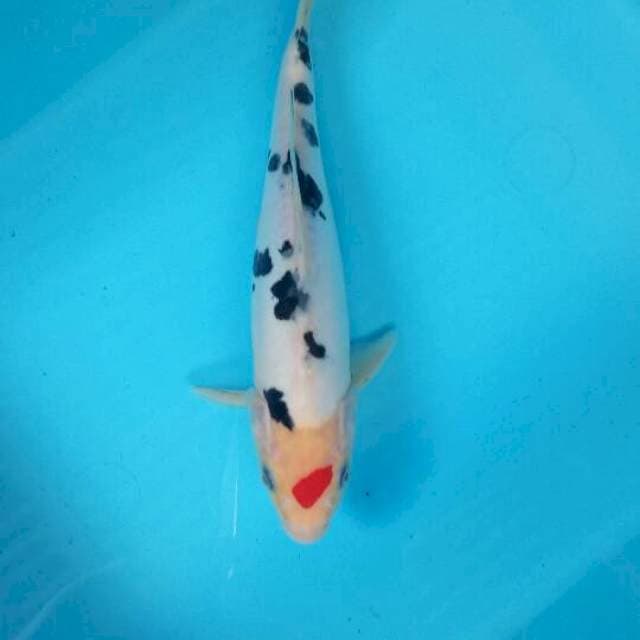 Tancho sanke ori 26 cm
