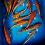 Paket polos 20-25cm