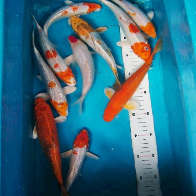 Mix koi 20-25cm