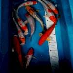 Mix koi 20-25cm