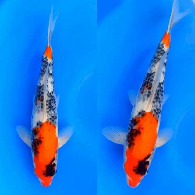 Showa Import Marudo  certi breeder