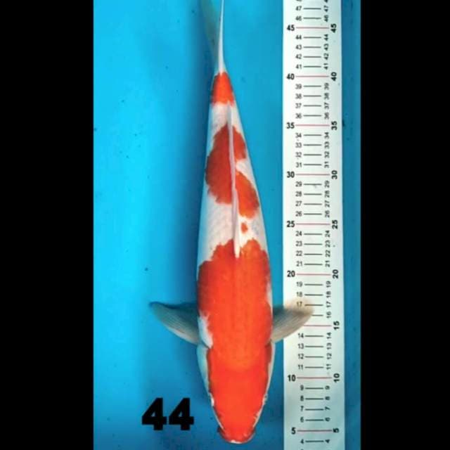 Kohaku 44 cm