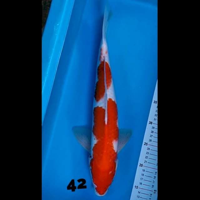 Kohaku 42 cm