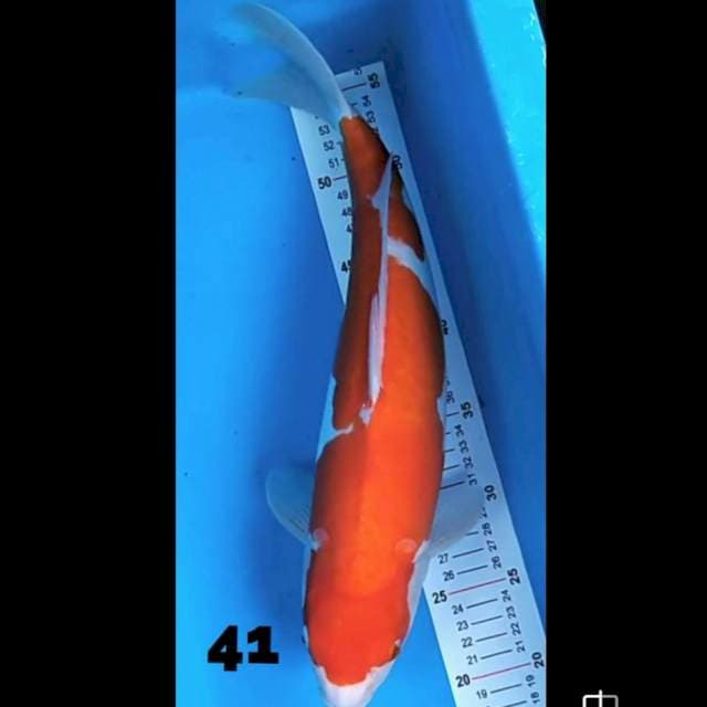 Kohaku 41 cm