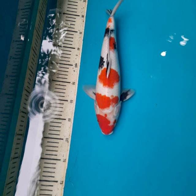 Tategoi Kindai showa 37cm Male 